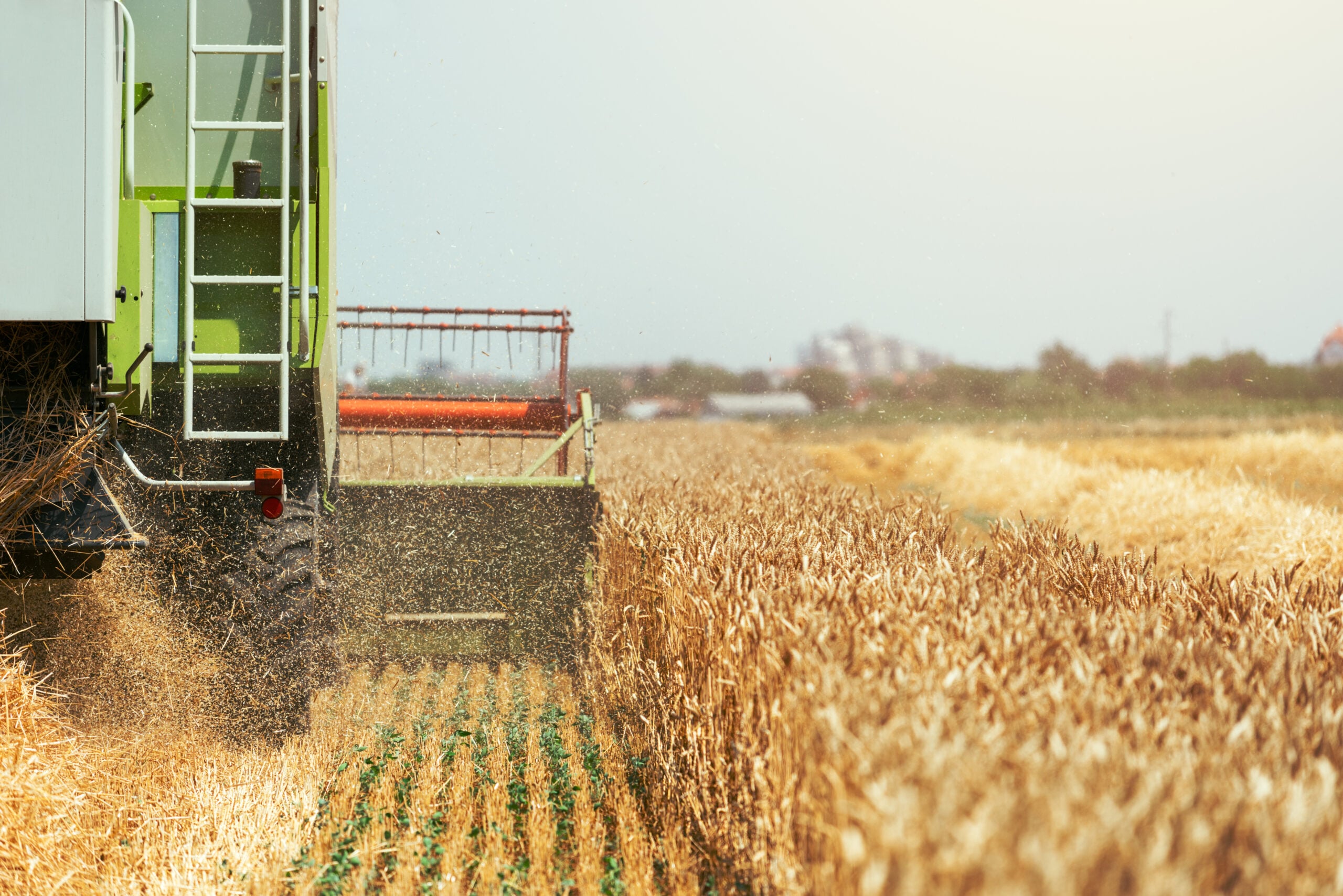 Combine harvester machine harvesting ripe wheat crops in cultivated agricultural field