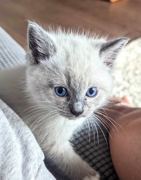 Kitten named after crew member who helped rescue him